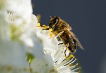 Apiterapide Doğru Bilenen Yanlışlar Nelerdir