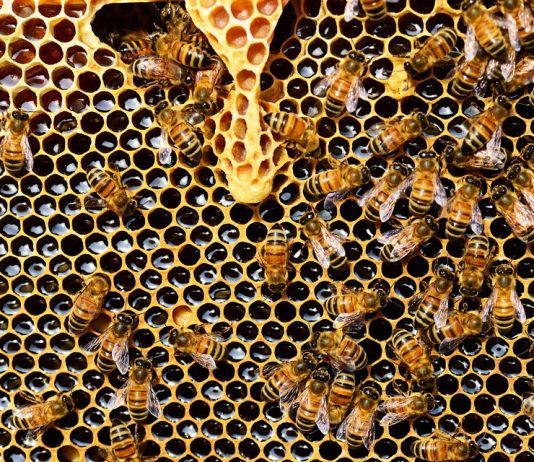 Türkiye Arı Yetiştiricileri Merkez Birliği, Arı Yetiştiriciliği Hakkında Bilgi Yayınladı