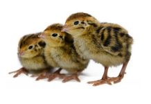 Bıldırcın Bakımı