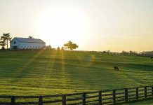 Günümüzde beslenme alışkanlıklarının değişmesiyle birlikte, çiftlikten sofraya konsepti büyük önem kazanıyor. Tarlada yetişen ürünlerin, çiftliklerde beslenen hayvanların doğallığı ve tazeliği, sofralarda kendini gösteriyor. İnsanlar artık sağlıklı, doğal ve katkısız besinlere ulaşmak için doğrudan üreticiden tüketiciye olan bu zincire daha fazla ilgi gösteriyor. Bu akım, hem yerel ekonomiyi destekliyor hem de besinlerin kalitesini artırıyor. Konulu bir haber görseli.