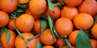 Narenciye, hem sofralarımıza renk katan hem de sağlığımız için sayısız fayda barındıran meyve gruplarından biridir. Portakal, mandalina, greyfurt, limon ve turunç gibi çeşitleriyle her mevsim taze tüketilebilen narenciye, mutfaklarda yalnızca meyve olarak değil, yemeklerden tatlılara, içeceklerden salatalara kadar pek çok alanda kullanılmaktadır. İçerdiği yüksek C vitamini, antioksidanlar ve lifler sayesinde bağışıklığı güçlendirir, vücudu hastalıklara karşı korur. Günümüzde, sağlıklı beslenme trendleri ile birlikte narenciye tüketimi her geçen yıl artmaktadır. Konulu bir haber görseli.