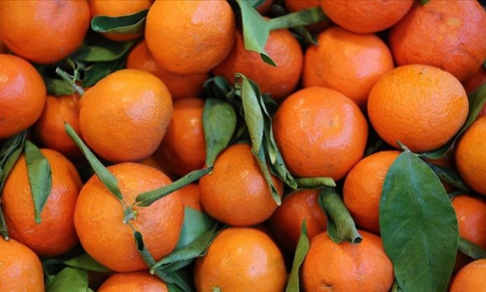 Narenciye, hem sofralarımıza renk katan hem de sağlığımız için sayısız fayda barındıran meyve gruplarından biridir. Portakal, mandalina, greyfurt, limon ve turunç gibi çeşitleriyle her mevsim taze tüketilebilen narenciye, mutfaklarda yalnızca meyve olarak değil, yemeklerden tatlılara, içeceklerden salatalara kadar pek çok alanda kullanılmaktadır. İçerdiği yüksek C vitamini, antioksidanlar ve lifler sayesinde bağışıklığı güçlendirir, vücudu hastalıklara karşı korur. Günümüzde, sağlıklı beslenme trendleri ile birlikte narenciye tüketimi her geçen yıl artmaktadır. Konulu bir haber görseli.