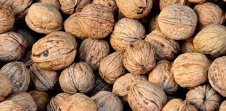 Ceviz, içeriğinde barındırdığı zengin besin değerleri ile yüzyıllardır insan sağlığında önemli bir yere sahiptir. Özellikle omega-3 yağ asitleri, protein, lif ve antioksidanlarla dolu yapısı, onu hem sağlıklı bir atıştırmalık hem de beslenme düzeninin vazgeçilmez bir parçası haline getiriyor. Uzmanlar, düzenli olarak ceviz tüketmenin kalp sağlığını korumada büyük rol oynadığını belirtiyor. Konulu bir haber görseli.