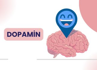 Dopamin Diyeti Zihinsel Motivasyonu Ve Enerjiyi Destekleyen Beslenme Yaklaşımı Modern yaşamda motivasyon eksikliği, odaklanma sorunları ve zihinsel yorgunluk giderek daha sık konuşulan konular arasında yer alıyor. Bu noktada beynin ödül ve motivasyon sistemiyle doğrudan ilişkili olan dopamin hormonu ön plana çıkıyor. Dopamin diyeti, yalnızca fiziksel ihtiyaçlara değil, zihinsel performans ve ruhsal dengeye de odaklanan bütüncül bir beslenme yaklaşımı olarak dikkat çekiyor. Konulu bir haber görseli.
