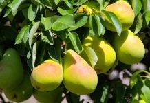 Anadolu’nun verimli topraklarında yüzyıllardır yetiştirilen armut, hem lezzeti hem de besleyici özellikleriyle sofraların vazgeçilmez meyvelerinden biri olmuştur. Yumuşak dokusu, sulu yapısı ve kendine has aromasıyla öne çıkan armut, yalnızca bir meyve olarak değil, aynı zamanda kültürel ve tarımsal bir değer olarak da kabul edilmektedir. Günümüzde artan sağlıklı beslenme bilinciyle birlikte armut tüketimi, yeniden yükselişe geçmiş ve geleneksel mutfaktan modern beslenme anlayışına kadar geniş bir alanda kendine yer bulmuştur. Konulu bir haber görseli.