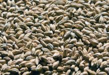 Arpa, insanlık tarihinin en eski tarım ürünlerinden biri olarak bugün de hem gıda hem de hayvancılık sektöründe stratejik bir rol oynamaya devam ediyor. Kuraklığa ve soğuk iklimlere karşı görece dayanıklı yapısıyla bilinen Arpa, özellikle iklim belirsizliklerinin arttığı günümüzde yeniden daha fazla ilgi görmeye başladı. Ekmeklik buğday kadar yaygın tüketilmese de bira üretiminden hayvan yemine, geleneksel mutfaklardan modern gıda sanayisine kadar geniş bir kullanım alanına sahip olması, arpayı vazgeçilmez kılıyor. Konulu bir haber görseli.