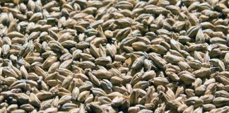 Arpa, insanlık tarihinin en eski tarım ürünlerinden biri olarak bugün de hem gıda hem de hayvancılık sektöründe stratejik bir rol oynamaya devam ediyor. Kuraklığa ve soğuk iklimlere karşı görece dayanıklı yapısıyla bilinen Arpa, özellikle iklim belirsizliklerinin arttığı günümüzde yeniden daha fazla ilgi görmeye başladı. Ekmeklik buğday kadar yaygın tüketilmese de bira üretiminden hayvan yemine, geleneksel mutfaklardan modern gıda sanayisine kadar geniş bir kullanım alanına sahip olması, arpayı vazgeçilmez kılıyor. Konulu bir haber görseli.