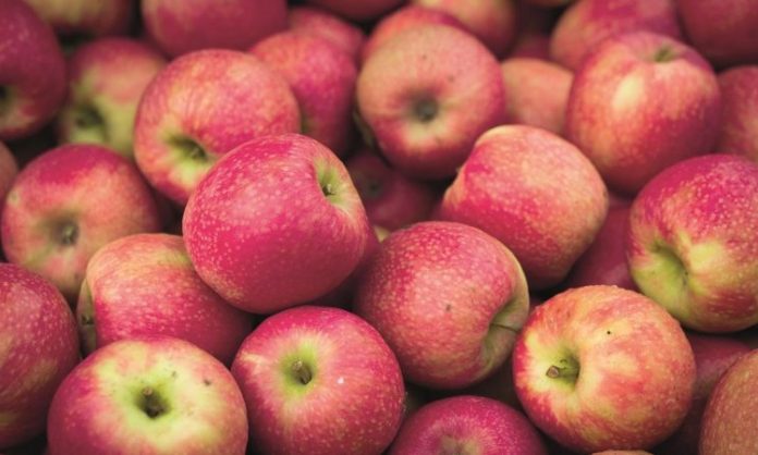 Doğanın en bilinen ve en çok tüketilen meyvelerinden biri olan elma, yüzyıllardır insan yaşamının merkezinde yer almaktadır. Hem besleyici yapısı hem de sembolik anlamlarıyla öne çıkan elma, mitolojiden halk kültürüne, tarımdan modern beslenme anlayışına kadar geniş bir alanda kendine yer bulmuştur. Günümüzde elma tüketimi, sağlıklı yaşam arayışlarının artmasıyla birlikte yeniden önem kazanmış, bu kadim meyve modern sofraların vazgeçilmezleri arasına girmiştir. Konulu bir haber görseli.