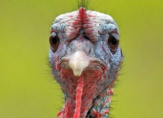 Hindi Etinin Yükselen Popülerliği Sağlıklı Beslenmeden Sürdürülebilir Üretime Hindi eti, son yıllarda sağlıklı beslenme trendlerinin etkisiyle giderek daha fazla ilgi gören bir hayvansal protein kaynağı haline geldi. Düşük yağ oranı, yüksek protein değeri ve hafif tadıyla öne çıkan hindi eti, özellikle diyet yapan bireyler ve sporcular tarafından tercih ediliyor. Geleneksel olarak bazı özel günlerle özdeşleşmiş olsa da günümüzde hindi eti artık günlük beslenme rutinlerinde de daha sık yer buluyor. Konulu bir haber görseli.