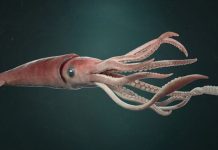 Deniz ürünleri denildiğinde akla ilk gelen seçeneklerden biri olmasa da kalamar, son yıllarda hem restoran menülerinde hem de ev mutfaklarında daha görünür hale geldi. Özellikle Akdeniz mutfağına özgü tariflerin popülerleşmesi, sosyal medyada paylaşılan yemek videoları ve sağlıklı beslenme trendleri, kalamar tüketimini belirgin biçimde artırdı. Bir dönem sadece sahil kasabalarındaki balık restoranlarında bulunan bu ürün, artık büyük şehirlerdeki zincir marketlerde dondurulmuş ya da taze olarak da rahatlıkla bulunabiliyor. Konulu bir haber görseli.