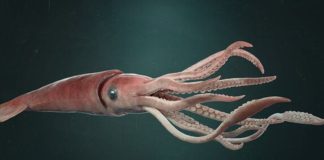 Deniz ürünleri denildiğinde akla ilk gelen seçeneklerden biri olmasa da kalamar, son yıllarda hem restoran menülerinde hem de ev mutfaklarında daha görünür hale geldi. Özellikle Akdeniz mutfağına özgü tariflerin popülerleşmesi, sosyal medyada paylaşılan yemek videoları ve sağlıklı beslenme trendleri, kalamar tüketimini belirgin biçimde artırdı. Bir dönem sadece sahil kasabalarındaki balık restoranlarında bulunan bu ürün, artık büyük şehirlerdeki zincir marketlerde dondurulmuş ya da taze olarak da rahatlıkla bulunabiliyor. Konulu bir haber görseli.