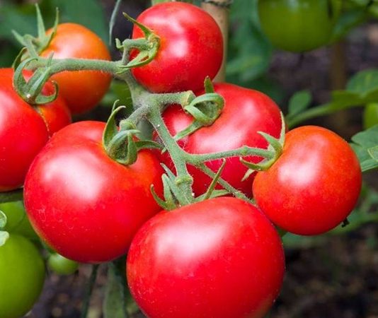Kırmızı Sebzeler İle Sofralarda Renkli Ve Dengeli Beslenme Dönemi Son yıllarda beslenme alışkanlıklarında gözle görülür bir değişim yaşanıyor. Tüketiciler artık yalnızca doyurucu değil, aynı zamanda görsel olarak da cazip gıdalara yöneliyor. Bu noktada kırmızı sebzeler, hem renkleri hem de mutfaktaki çok yönlü kullanımlarıyla dikkat çekiyor. Domates, kırmızı biber, pancar ve kırmızı lahana gibi ürünler, sofralarda giderek daha fazla yer buluyor. Konulu bir haber görseli.