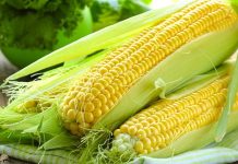 Mısır, dünya genelinde en çok üretilen ve en yaygın kullanılan tarım ürünlerinden biri olarak hem gıda hem de sanayi alanında vazgeçilmez bir konuma sahiptir. Hayvan yeminden biyoyakıta, nişastadan şekerlemeye kadar uzanan geniş kullanım alanı sayesinde Mısır, yalnızca sofraların değil, aynı zamanda endüstrinin de temel hammaddeleri arasında yer alır. Bu çok yönlü yapı, mısırı küresel tarım politikalarının merkezine taşımış durumda. Konulu bir haber görseli.