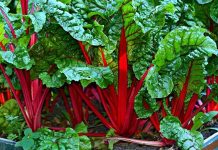 Pazı, sağlık açısından oldukça zengin bir sebze olarak bilinir. İçeriğinde yüksek miktarda lif, C vitamini, K vitamini ve demir barındırır. Düzenli olarak tüketildiğinde sindirim sistemini destekler ve bağışıklık sistemini güçlendirir. Pazı, aynı zamanda antioksidan özelliği ile hücreleri serbest radikallere karşı korur ve yaşlanma belirtilerini yavaşlatır. Konulu bir haber görseli.