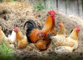 Serbest Gezen Tavuk Doğal Üretim Ve Güvenilir Gıda Arayışında Öne Çıkıyor Serbest gezen tavuk, son yıllarda gıda tercihlerinde bilinç düzeyinin artmasıyla birlikte tüketicilerin en çok dikkat ettiği ürünlerden biri haline geldi. Endüstriyel üretim koşullarına dair artan soru işaretleri, insanları daha doğal ve hayvan refahını gözeten alternatiflere yöneltiyor. Bu noktada serbest gezen tavuk, hem üretim modeli hem de ürün kalitesi açısından güven veren bir seçenek olarak öne çıkıyor. Konulu bir haber görseli.