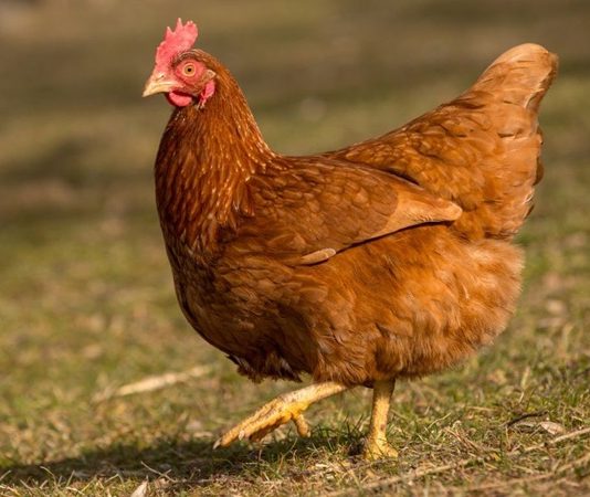 Serbest gezen tavuk yumurtası, son yıllarda doğal ve sağlıklı beslenmeye yönelen tüketicilerin en çok tercih ettiği gıdalar arasında yer alıyor. Üretim sürecinde tavukların açık alanda dolaşabilmesi, doğal yemlerle beslenmesi ve daha stressiz bir ortamda yetişmesi, bu yumurtaların besin değerini ve algılanan kalitesini artırıyor. Geleneksel yumurta üretimine kıyasla daha doğal koşullarda elde edilen serbest gezen tavuk yumurtası, sofralarda güven duygusuyla tüketilen bir ürün haline gelmiş durumda. Konulu bir haber görseli.