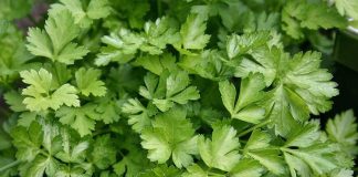 Maydanoz, sade görünümüne rağmen mutfak kültüründe oldukça güçlü bir yere sahip olan temel yeşilliklerden biridir. Hem taze hem de ince kıyılmış hâliyle kullanılan maydanoz, yemeklere kattığı aroma ve görsel canlılık sayesinde yüzyıllardır sofralardan eksik olmamıştır. Özellikle Akdeniz ve Orta Doğu mutfaklarında önemli bir yere sahip olan bu yeşillik, günlük beslenme alışkanlıklarının doğal bir parçası hâline gelmiştir. Konulu bir haber görseli.