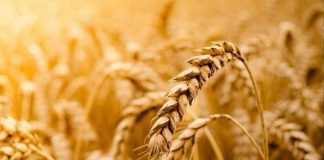 Sağlıklı yaşam arayışı, günümüzde yalnızca kilo kontrolüyle sınırlı kalmıyor; uzun vadeli sağlık, enerji dengesi ve yaşam kalitesi de bu arayışın önemli parçaları haline geliyor. Bu süreçte beslenme alışkanlıkları yeniden şekillenirken, tam tahıllı beslenme giderek daha fazla öne çıkan bir yaklaşım olarak dikkat çekiyor. Rafine edilmiş gıdaların yoğun tüketiminin yol açtığı sağlık sorunları, bireyleri daha doğal ve besleyici seçeneklere yönlendiriyor. Konulu bir haber görseli.