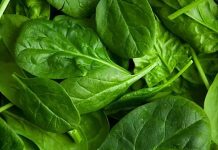 Günümüzde beslenme alışkanlıklarının yeniden şekillenmesiyle birlikte sofralarda daha doğal ve taze ürünlere yer açılıyor. Bu dönüşümün en önemli unsurlarından biri olan yeşil yapraklı sebzeler, hem geleneksel mutfağın vazgeçilmezleri arasında yer alıyor hem de modern beslenme anlayışının temel taşlarından biri olarak görülüyor. Pazarlarda, manavlarda ve market raflarında her mevsim farklı çeşitleriyle karşımıza çıkan bu sebzeler, günlük beslenme düzeninde giderek daha fazla tercih ediliyor. Konulu bir haber görseli.